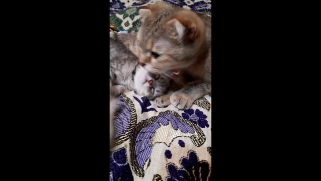Домашниеживотные/Любимцы