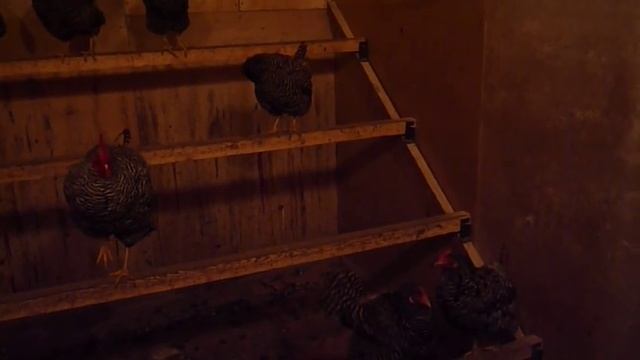 Зимний курятник смотреть онлайн