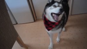 Husky’s Surprise Did NOT Go To Plan!