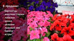 Ярмарка рассады на Центральном рынке Иркутска