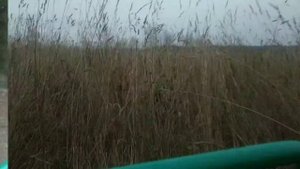 Багги 125 кубов go kart