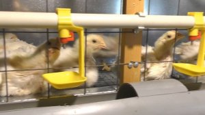 SOS!!! ПРОБЛЕМЫ С ПОЕНИЕМ БРОЙЛЕРОВ ИЗ НИППЕЛЬНЫХ ПОИЛОК! ВЕС В 20 ДНЕЙ, НОВАЯ КОРМУШКА И КЛЕТКА!