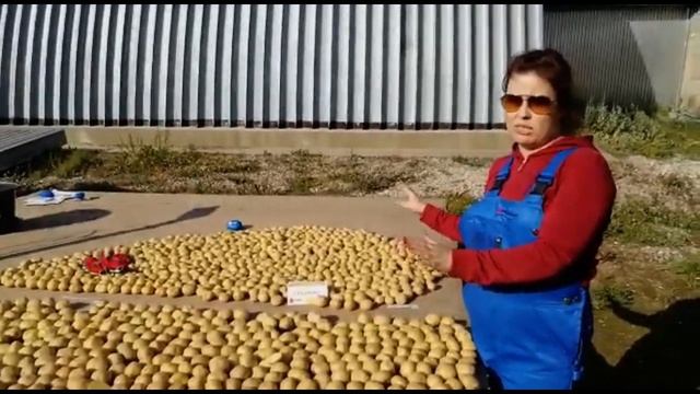 Семенной картофель сорта Коломба смотреть онлайн