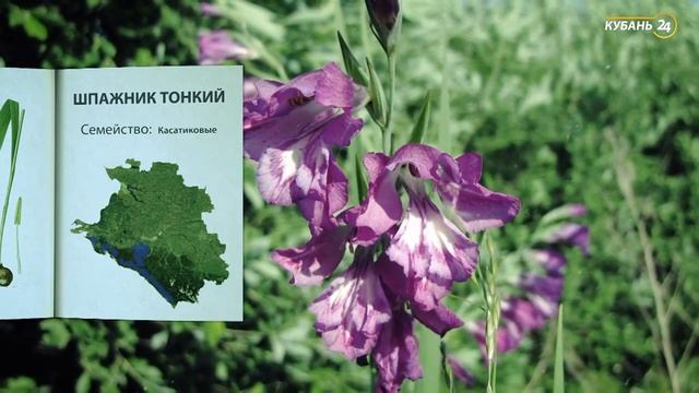 «Красная книга Кубани». Шпажник тонкий