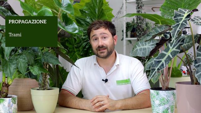 Alocasia, prendersi cura della pianta "Orecchie di Elefante" смотреть онлайн