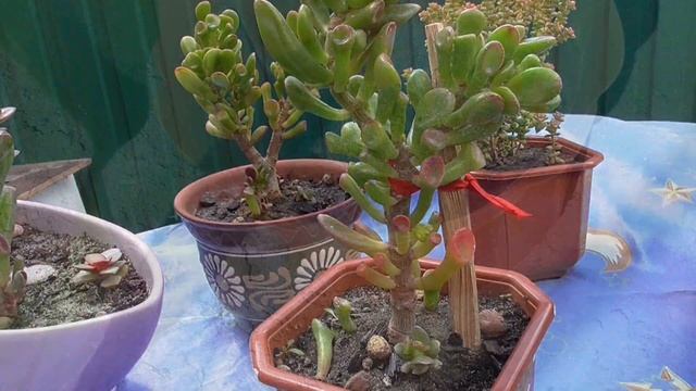 ФОРМИРОВАНИЕ СУПЕР КРОНЫ ДЕНЕЖНОГО ДЕРЕВА. ТАКОЙ ОБРЕЗКИ ВЫ ЕЩЕ НЕ ВИДЕЛИ. смотреть онлайн