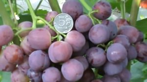 Виноград Памяти Буйненко (Фрагмент фильма Круили С. И.)