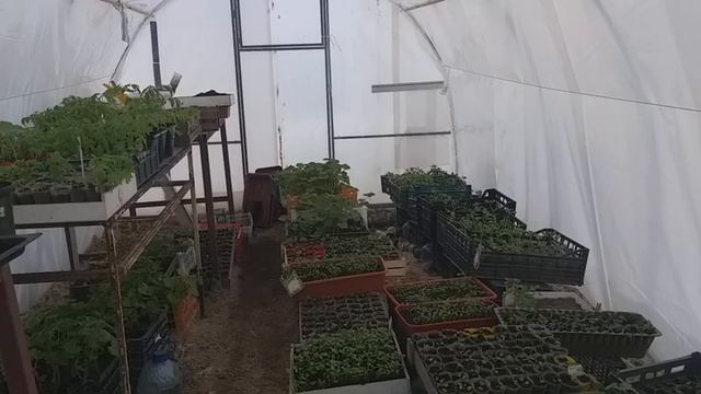 теплица,капуста,женидьба,ваши вопросы.??? смотреть онлайн