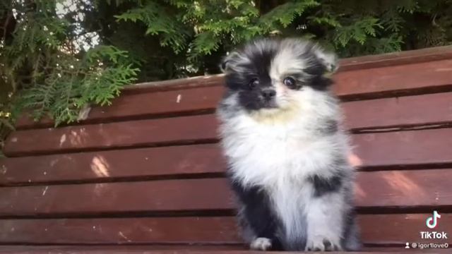 Девочка 2, померанского шпица, окрас мрамор,2 мес смотреть онлайн