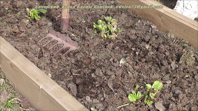 Весенние работы на земляничной грядке. Я сажаю. смотреть онлайн