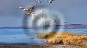 "Лебеди  летят "  автор  песни   Ян   Райбург