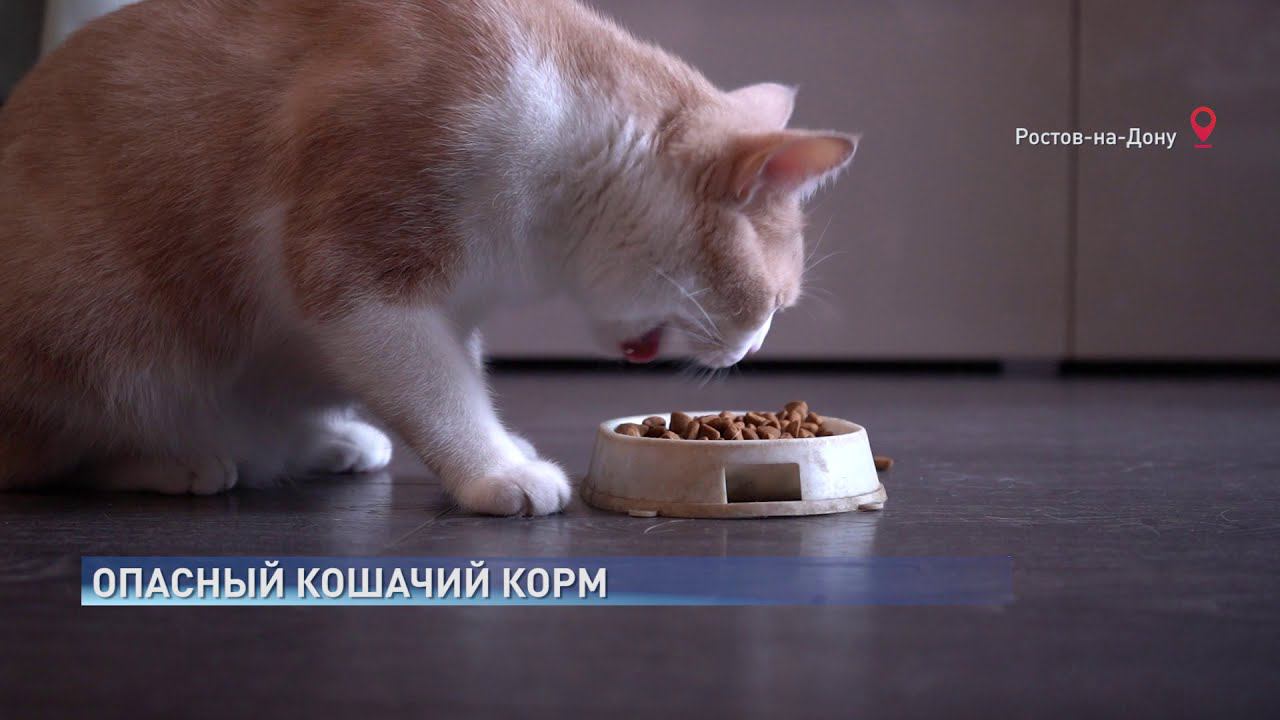 Опасный кошачий корм