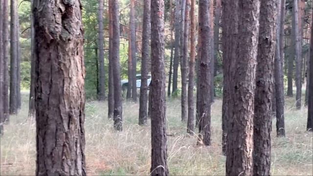 VLOG// ГРИБОВ НЕТ| ПСЁЛ| ЛЕС ? смотреть онлайн