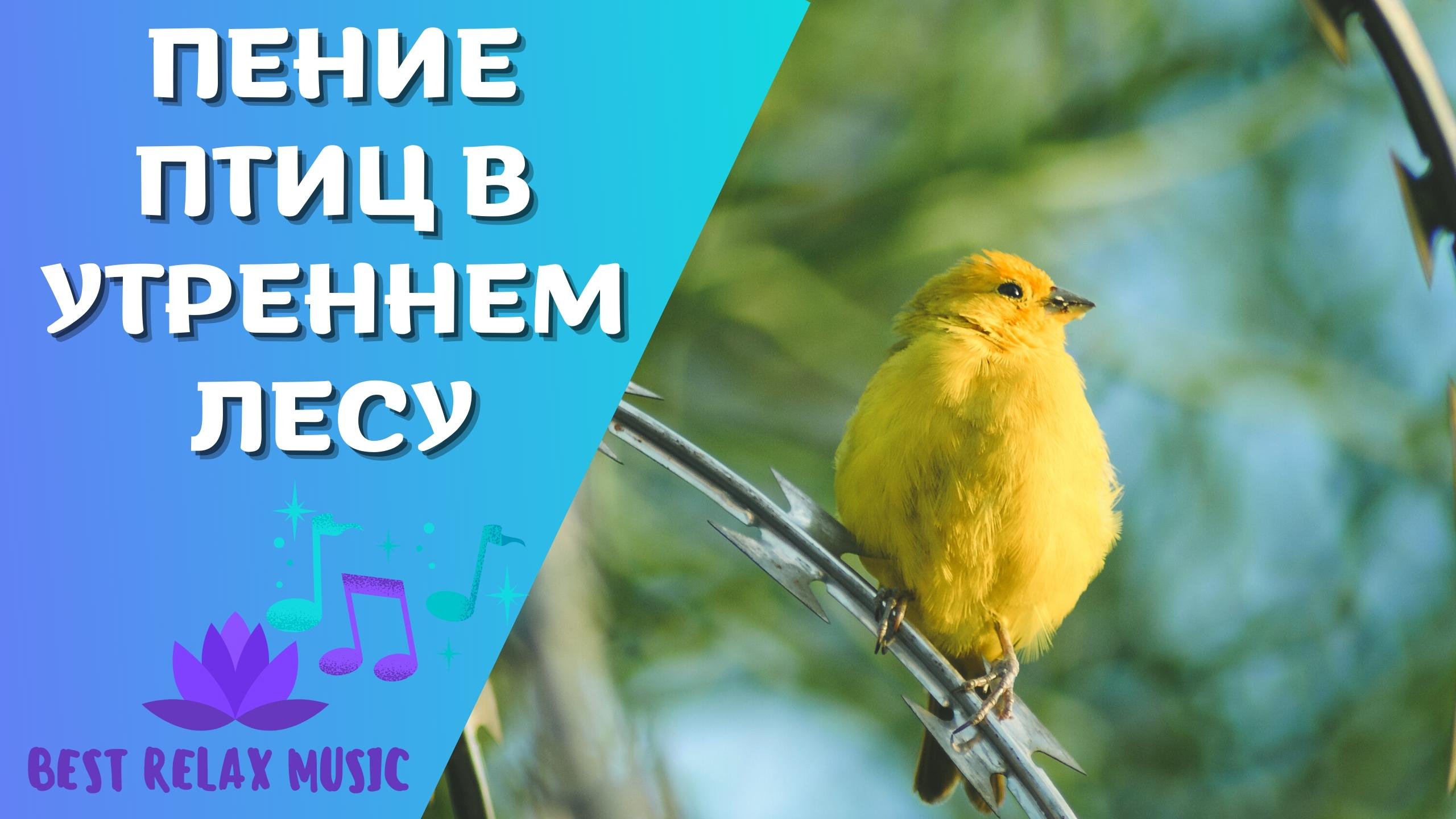 Пение птиц релакс. Релакс пение птиц звуки природы. Расслабляющая музыка с пением птиц. Звуки природы для медитации.