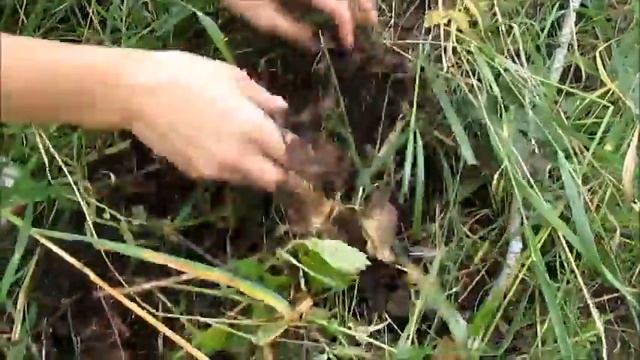 Посадка дуба и пион уклоняющийся. смотреть онлайн