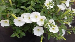 ОЧЕНЬ БОЛЬШОЙ ОБЗОР ВЕГЕТАТИВНЫХ ПЕТУНИЙ.СРАВНЕНИЕ СОРТОСЕРИЙ.