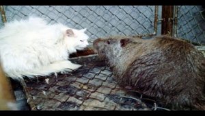 Крысы больше кошек...