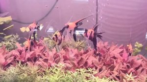 Скалярия красный дьявол, вуалевая форма. Селекция из кои.