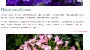 Калибрахоа выращивание и уход, удобрение обрезка и размножение.