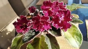 Сортовая фиалка _ ПОЛИНА ВИАРДО_