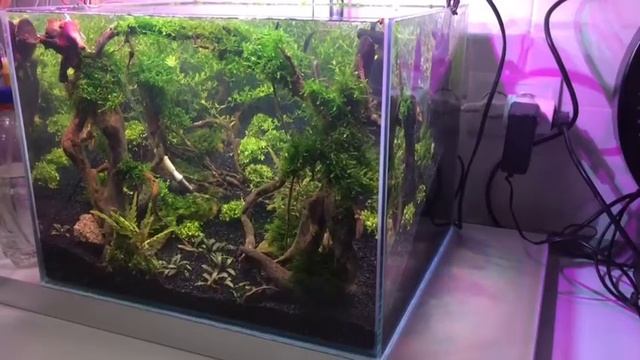 Креветочник (Лес) смотреть онлайн