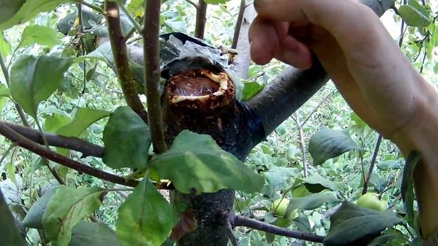ЯБЛОНЯ. ЭКСПЕРИМЕНТ С ПЛЁНКОЙ И ФОЛЬГОЙ - РЕЗУЛЬТАТ. СТАРАЯ ЯБЛОНЯ. КОРА ЯБЛОНИ ЛЕЧЕНИЕ