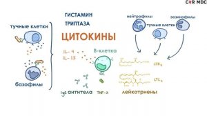 Анафилактическая реакция - механизм, эффекты, первая помощь
