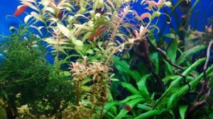 Нерест вишнёвых барбусов в общем аквариуме