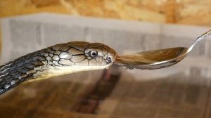 КОРОЛЕВСКАЯ КОБРА ПЬЁТ С ЛОЖЕЧКИ в террариуме! / King cobra drinks water