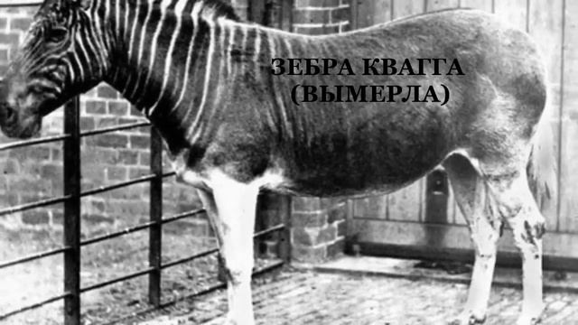 «В царстве флоры и фауны», видео презентацию, 6+. Краснополянская ГБФ смотреть онлайн