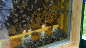 Что происходит внутри улья. Дым пушка от клеща.