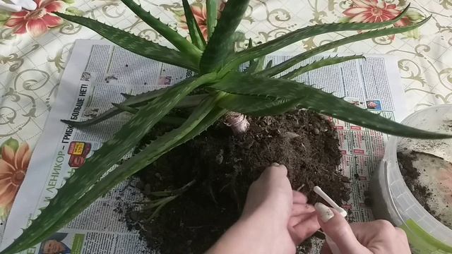 Алоэ Вера для лечения❤Раздаю деток в добрые руки❤Размножение?пересадка?укоренение?грунт⚘уход смотреть онлайн