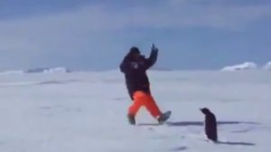 Атака пингвина на человека