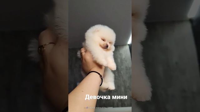 #spits #шпицуля #щенки #померанский_шпиц #шпиц #шпицбу #москва #spitsfire #померанский #щенкимосква