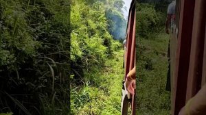 Шри-Ланка. На поезде по джунглям. Экскурсия Элла.
Шри Ланка 58 тысяч рублей с перелетом. Тутси влог