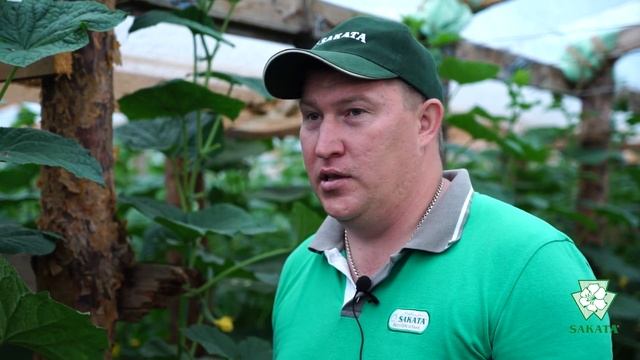 Огурец МУССОН F1 от компании САКАТА смотреть онлайн