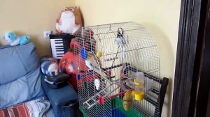 Попугай корелла говорит, поет и танцует)))