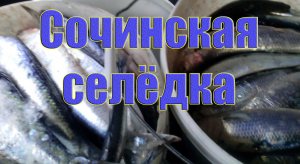 Жор черноморской сельди в Сочи