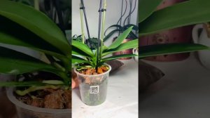Орхидея Phal Sunset Love #орхидея#фаленопсис#phalaenopsis#sansetlovers