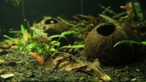 Результат дизайна аквариума с корягами с леса на 150 литров. Жизнь в аквариуме.