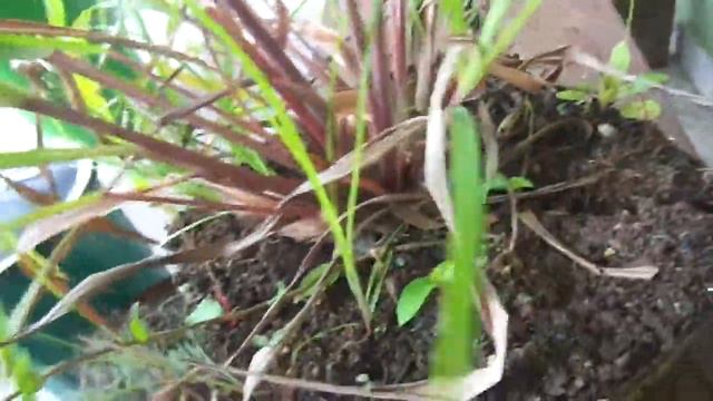 Como Cultivar Orégano, Tomilho, Citronela e Capim Limão em casa! смотреть онлайн