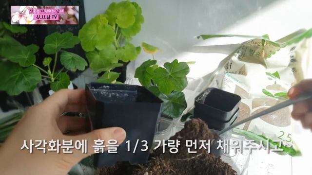 식사남TV 페라고늄제라늄 분갈이하기 How to repot Pelargonium