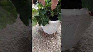 Пеларгония Ю_Тотта