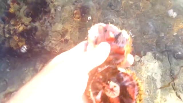 ⚓ Как разделывать и есть морского ежа ? Видеоинструкция от Сергея и Никиты ? смотреть онлайн