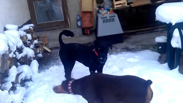 Germany against Russia - Doberman and Black Russian Terrier смотреть онлайн