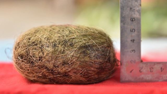 Бедный крестьянин стал миллионером, когда обнаружил таинственный «камень» в животе свиньи... смотреть онлайн