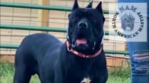 North American Mastiff - TOP 10 Interesting Facts