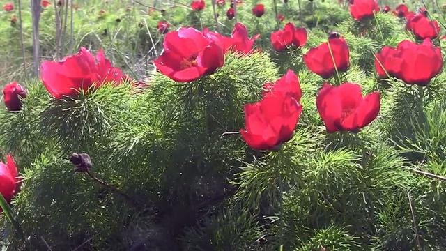 Природа Крыма (HD)