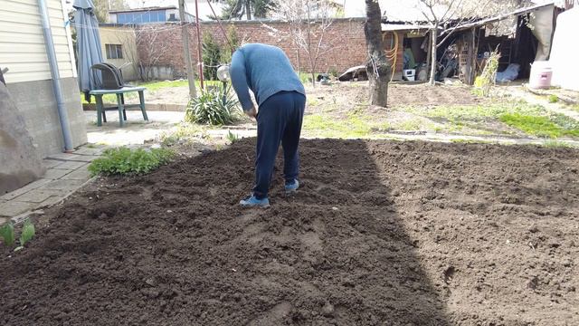 Засаждане на картофи Пикасо с мотокултиватор HONDA FG 320