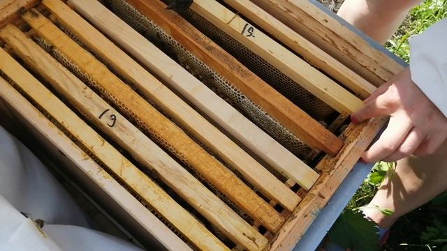 Развитие пчелопакета. 2часть. смотреть онлайн